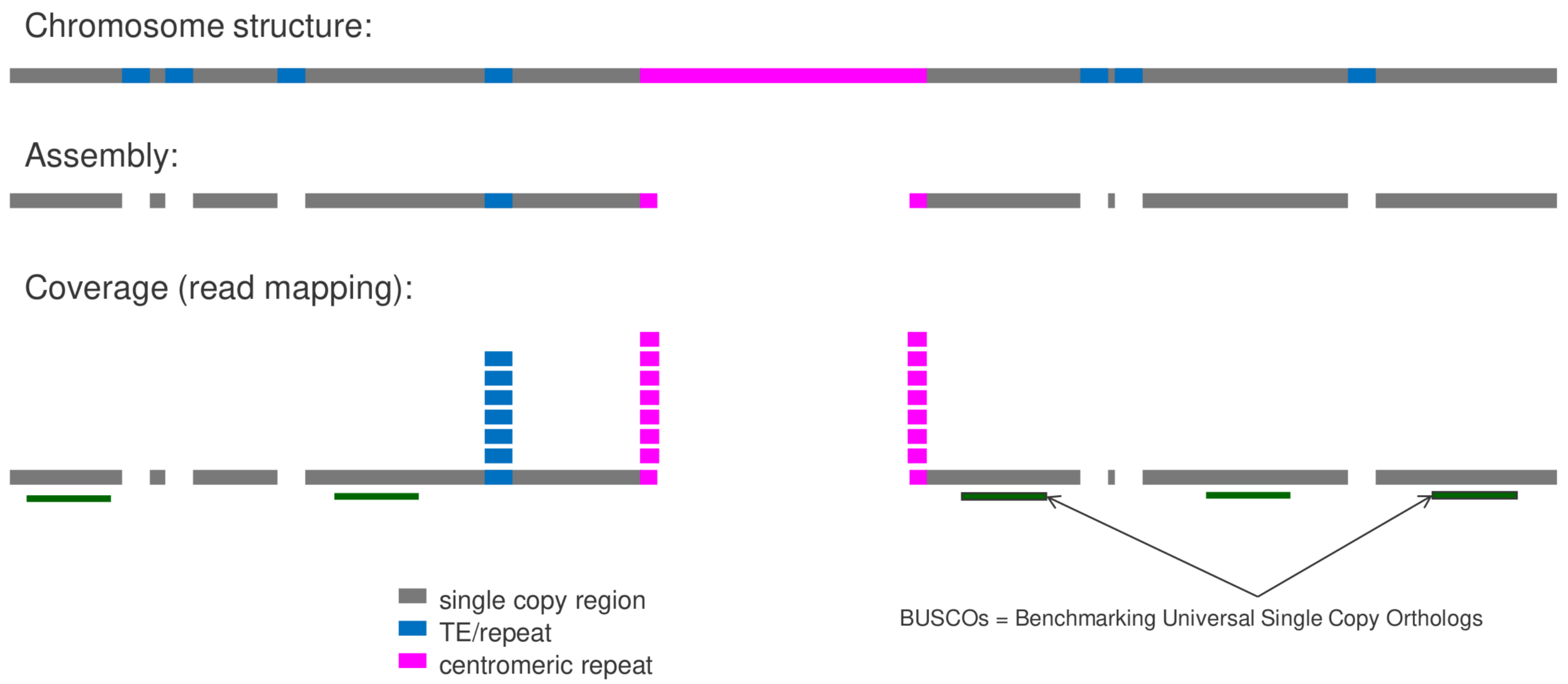 MGSE workflow (Pucker, 2021; doi:10.1101/607390)