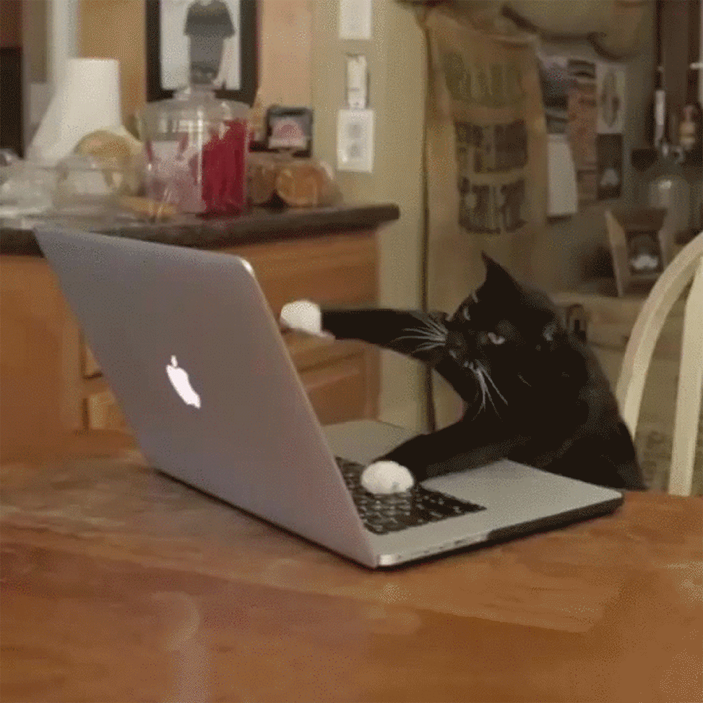 Cat Typing