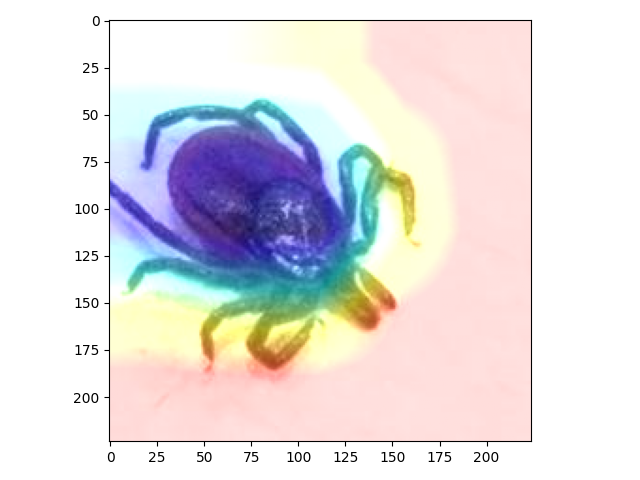 Image of Ixodes scapularis